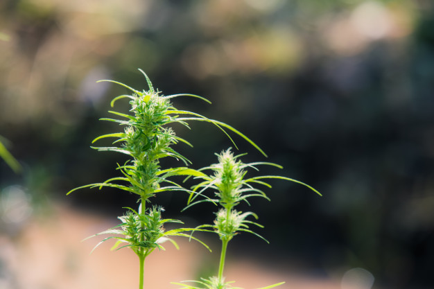 Le cannabis en haut de page sur les réseaux