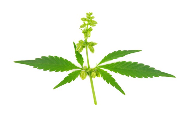Que dit la loi concernant la consommation de cannabis ?