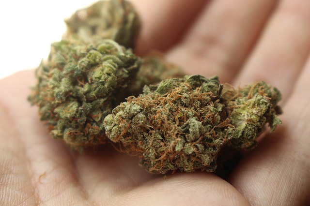 La variete Cannatonic : ce qu'il faut savoir