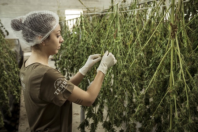 Les bienfaits thérapeutiques de l'huile CBD