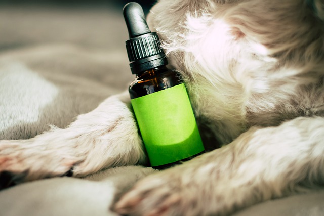 L'utilisation de l'huile de CBD en médecine alternative