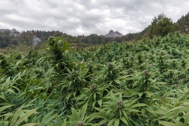 Les différences entre l'huile au THC et l'huile au CBD