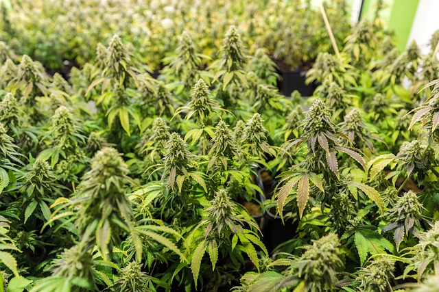 Pourquoi l'huile CBD est-elle si populaire aujourd'hui ?