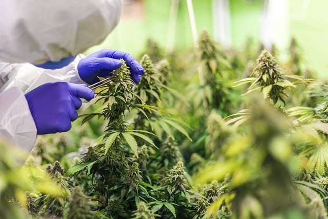 Les différents types d'huiles à base de CBD disponibles sur le marché