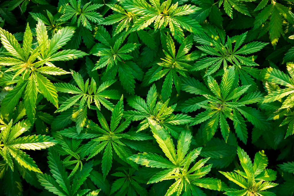 Le cannabis fait son chemin en Europe