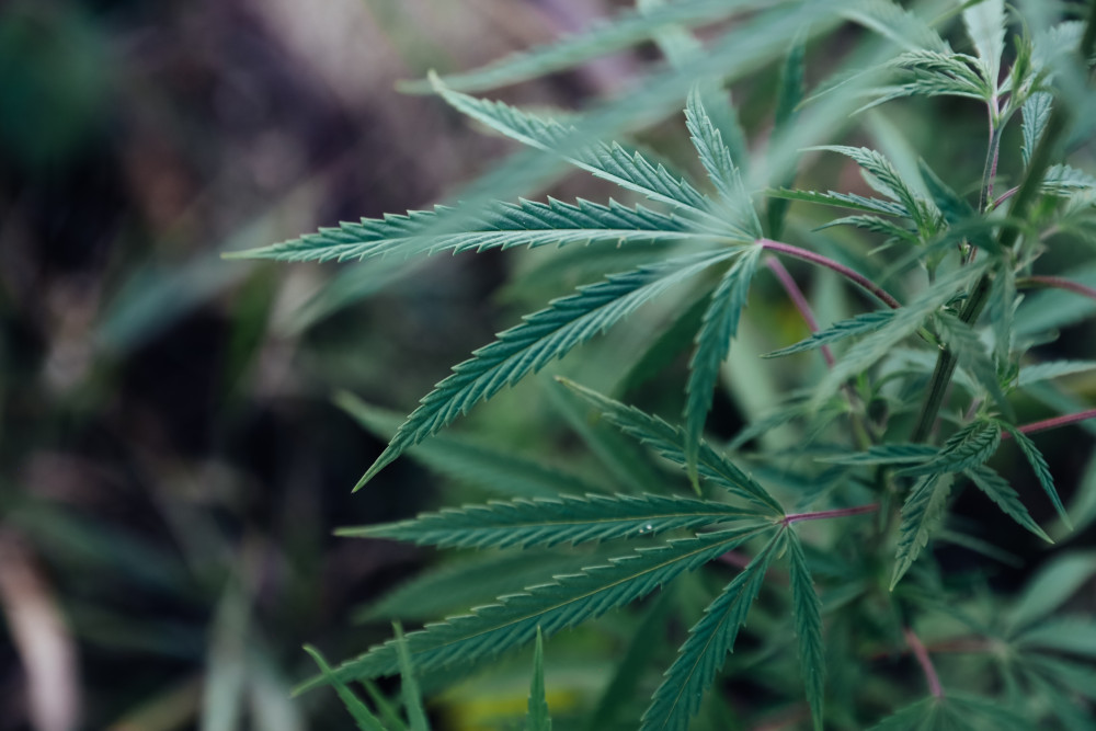 Cultures de chanvre pour le CBD : pratiques et défis à relever