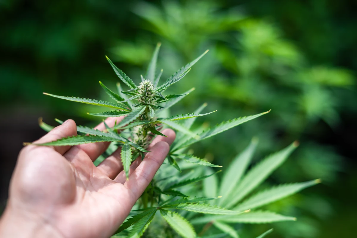 Cannabinoïdes : le guide ultime pour comprendre ces composés fascinants