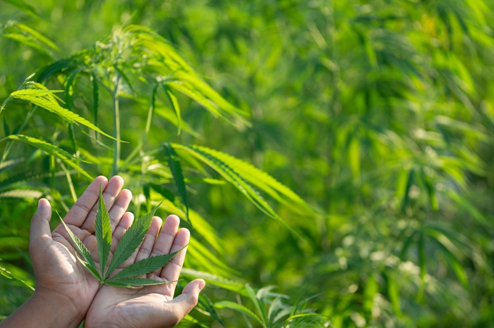 Quelles sont les différentes façons de cultiver le cannabis ?