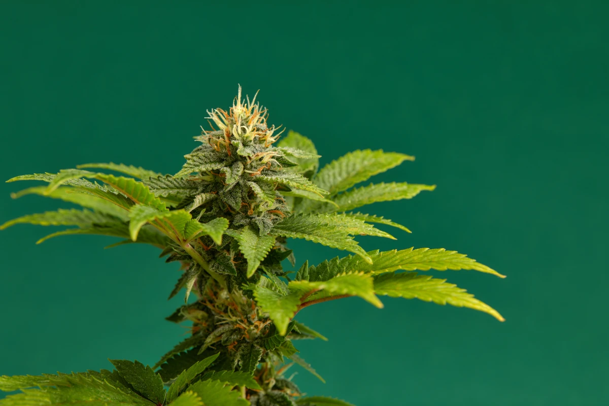 Le potentiel du CBD dans la réduction des effets secondaires de la chimiothérapie