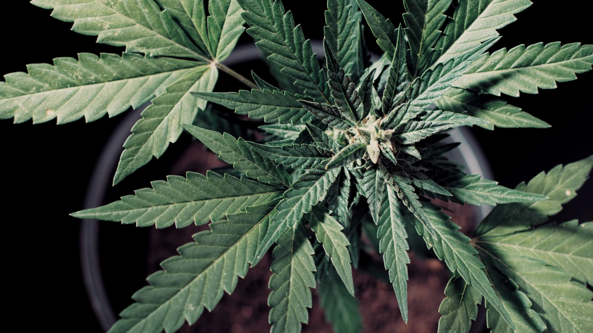 Le CBD, un allié naturel contre l'anxiété ?