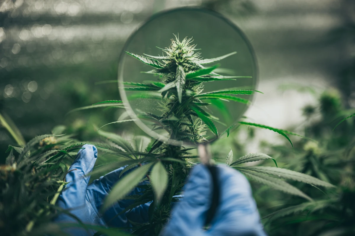 Le CBD dévoilé : Comment cette molécule révolutionnaire agit dans notre organisme