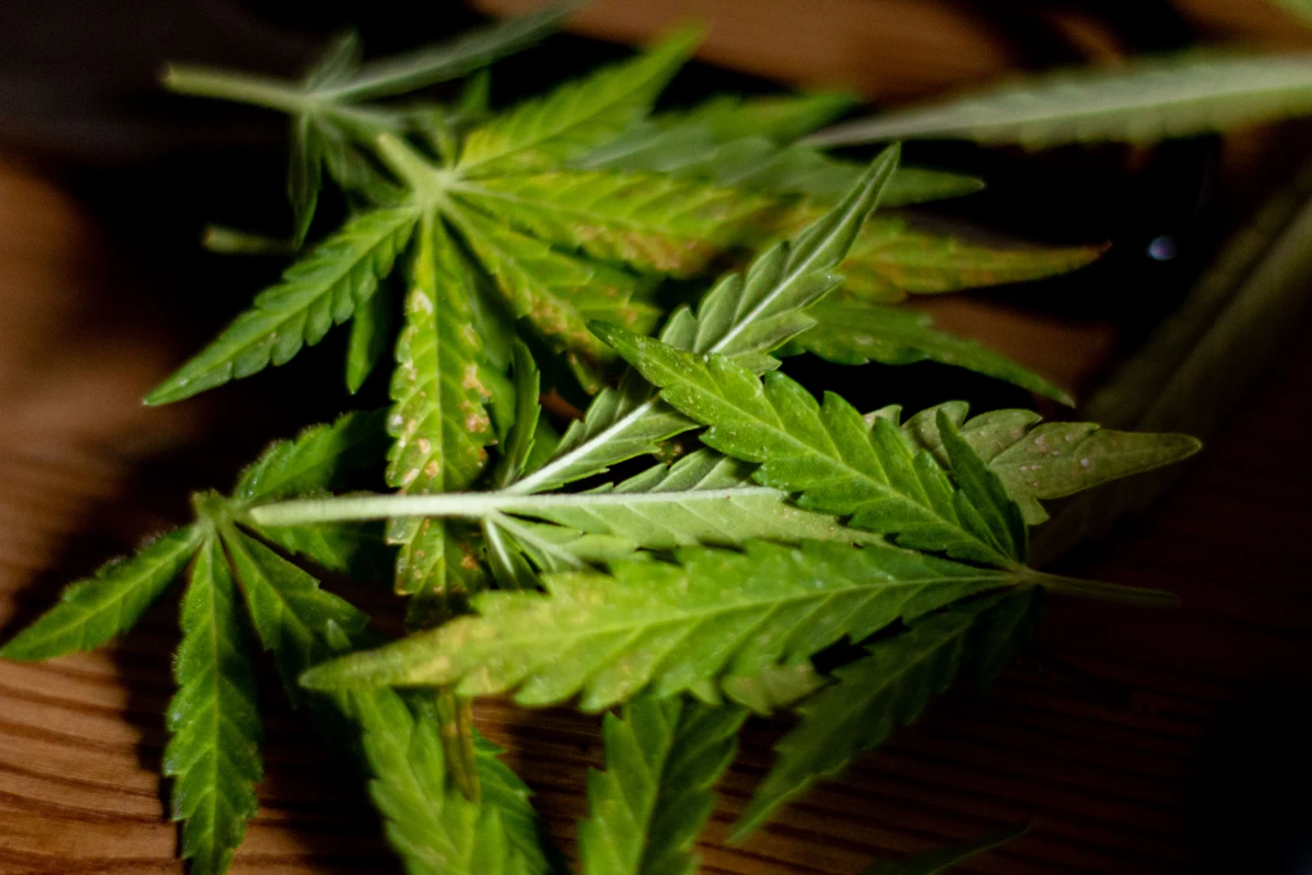 CBD : Les effets secondaires méconnus de cette substance miracle