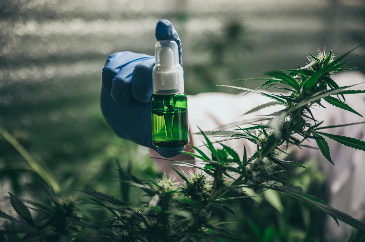 Le CBD : Une alternative prometteuse pour lutter contre la crise des opioïdes