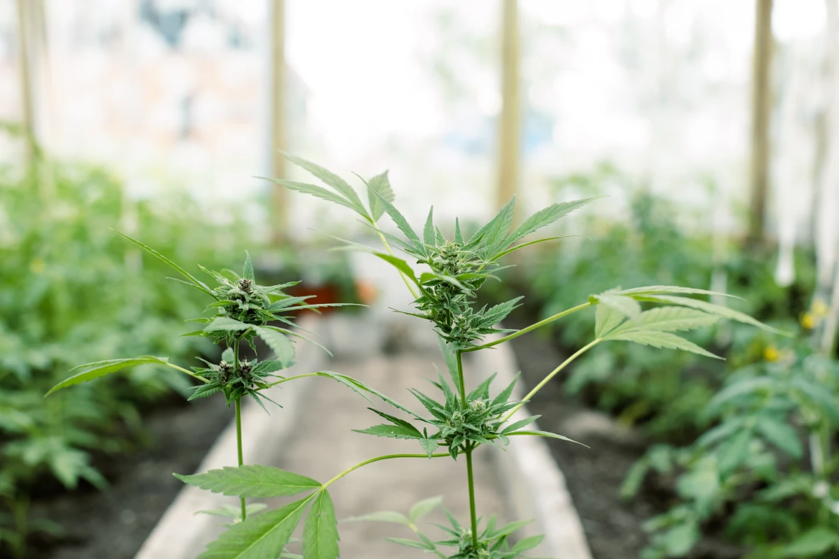 CBD et TDAH : Une solution naturelle prometteuse pour gérer les symptômes ?