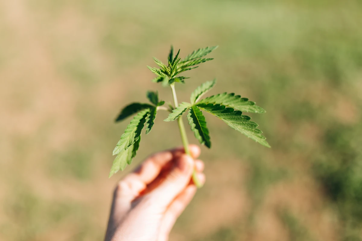Le CBD : Une lueur d'espoir dans la lutte contre le cancer ?