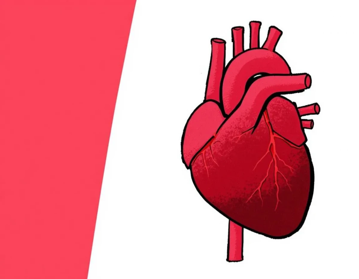 CBD et santé cardiovasculaire : une revue des recherches